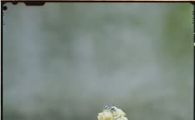 Beet and Pear Napoleons with Ginger Juice Vinaigrette