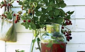 Blackberry and Ginger Cocktail