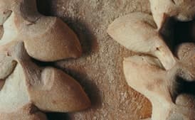 Crusty Cornstalk Rolls