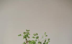 Double Ginger Cookies