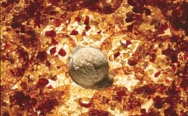 Frozen Honey Mousse with Tart Cherry Cookies