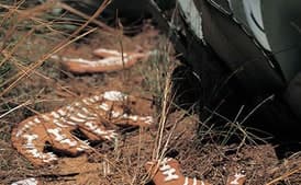 Gingerbread Skeletons