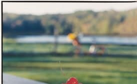 Goat Cheese and Honey Blancmange