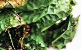 Grilled Lacinato Kale