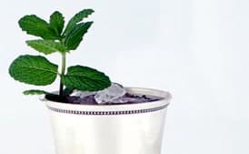 Mint Julep