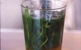 Mint Tea