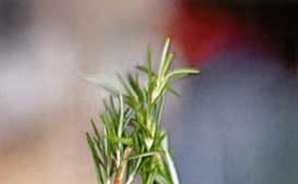 Peppery Beef Kebabs with Braised Pearl Onions