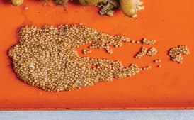 Pickled Mustard Seeds