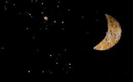 Poppy Cheddar Moon Crackers