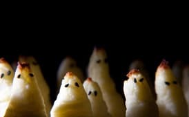 Potato Ghosts