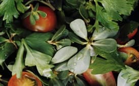 Purslane and Parsley Salad