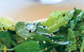 Romaine and Arugula Salad with Toasted Seeds