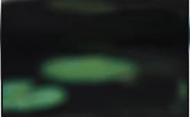 Spicy Glazed Eggplant