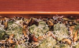 Swiss Chard Ricotta Gnudi with Fall Mushrooms