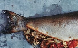 Tomato-and-Fennel-Stuffed Salmon with Basil Sauce