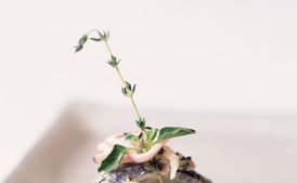 Whole Sardines with Fresh Herbs and Crème Fraîche